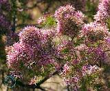 Flower 9M90D-05